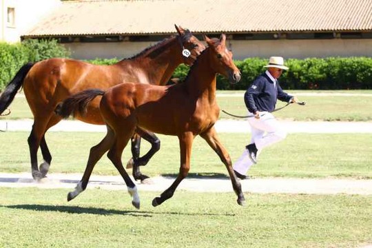 Ode pierreville et sa pouliche Athena d'Azur du Haras d'Azur - Selle Français